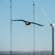 Spirit, the 20-year-old Bald eagle flies from a lift to his trainer (Photo: Dennis Schroeder/National Renewable Energy Lab)